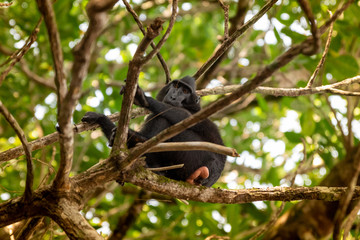 Tongkoko National Park