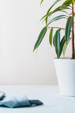 indoor flower in a white pot, ficus, copy space © yakovlevadaria