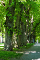 Lindenallee in Dinkelsbühl