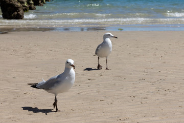 Two Seagulls Foraging for Food on a Shore near a Wharf