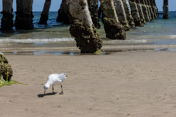 Obraz premium A Seagull Foraging for Food on a Shore near a Wharf