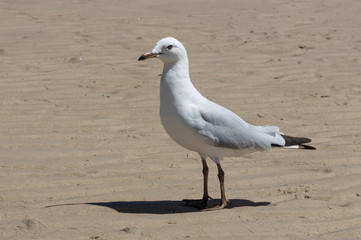 A Seagull on a Sandy Shore