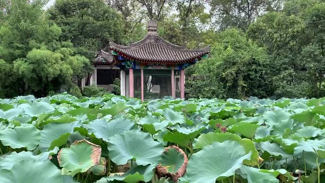 Lotus d'un jardin &agrave; Xi'an, Chine