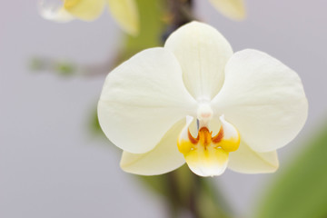 White and yellow orchid flower on a gray background