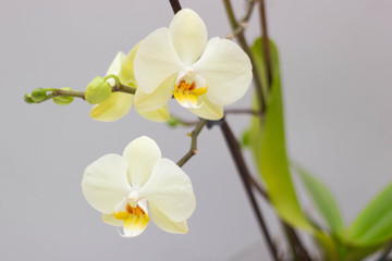 Naklejka na ściany i meble White-yellow orchid flowers on a gray background