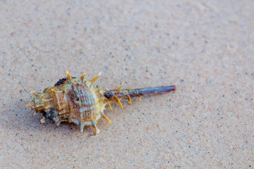 Conch shell on the sea beach.