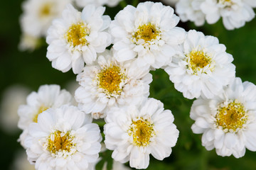 White delicate flowers on a green background.