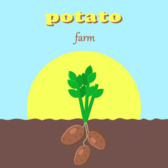 Potato farm poster. Potatoes, root crops , agriculture, potato crop, vegetables, vegetable garden , harvest. The root crop grows in the ground against a bright sun and blue sky.