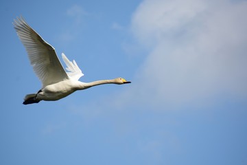 Whooper swan in the sky