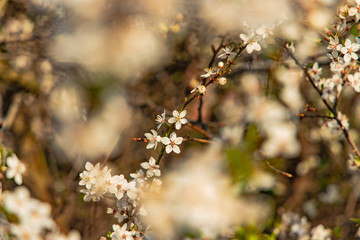 spring time tree blooming natural scenic view concept photography of white flower on a branch with outdoor garden blurred background