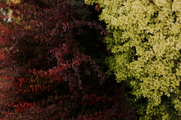 botanic