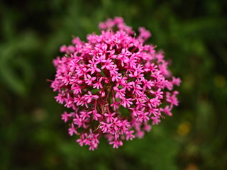 preciosa flor rosa silvestre en primer plano