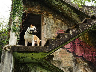 perro american staffordshire terriei con bozal en las escaleras de un edificio abandonado