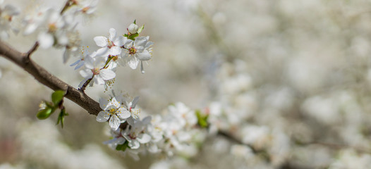 spring time tree blooming natural scenic view concept photography of white flower on a branch with outdoor garden blurred background