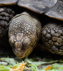 Hungry tortoise with its tongue extended is eating green and pink lettuce close up.