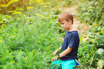 Cute boy working in the backyard garden. Kid gardening and planting vegetable plants in garden.