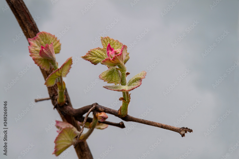 Canvas Prints Bud break with new growth on a grapevine