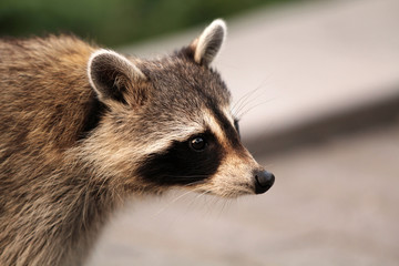 Beautiful Raccon crossing the street in Montreal in Canada
