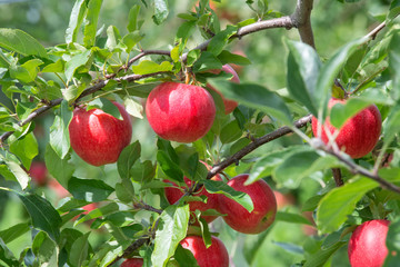 closeup of beautiful ripe apples hanging on an apple tree in an orchard