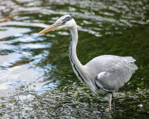 Great Blue Heron