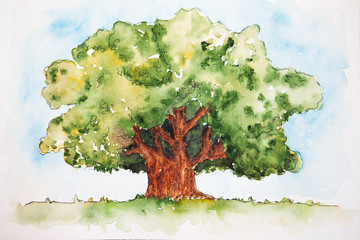 Watercolor drawing of the broad-leaved green tree isolated on the white background. Illustration of big foilage tree.