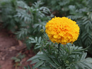 A close up shot of a yellow marigold in the garden