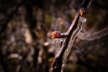 Frozen Apple Blossoms in Spring