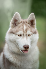 portrait of a siberian husky