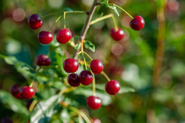 A branch of felt cherry with ripe berries in sunny weather