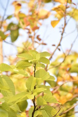 autumn leaves background