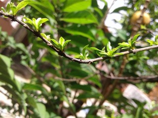 green leaves in spring