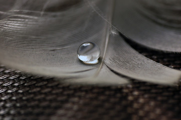 Bird Feather with Water Droplets