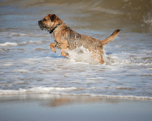 dog on the beach in the water