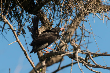 Alecto à bec rouge,.Bubalornis niger, Red-billed Buffalo Weaver