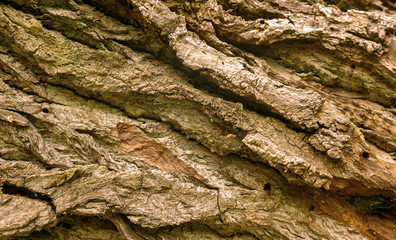 bark of a tree