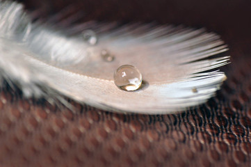 Bird Feather with Water Droplets