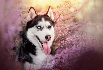 siberian husky dog portrait in pink flowers
