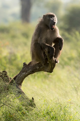 Babouin chacma, Papio ursinus , chacma baboon, Parc national Kruger, Afrique du Sud