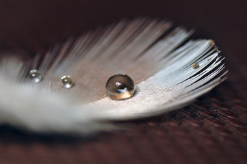 Bird Feather with Water Droplets