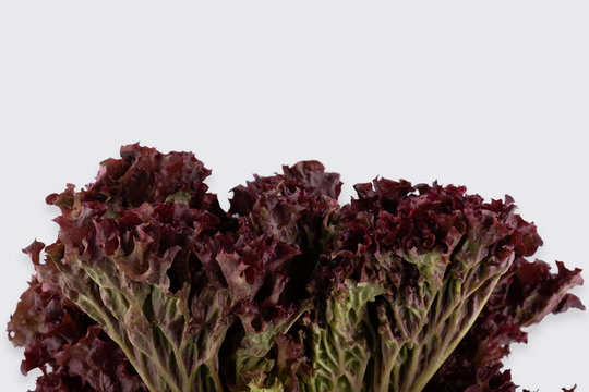 bunch of fresh lollo rosso lettuce on a white background close-up