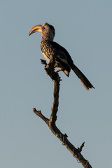 Calao leucomèle,.Tockus leucomelas, Southern Yellow billed Hornbill