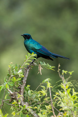 Choucador de Burchell,.Lamprotornis australis, Burchell's Starling