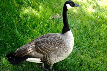 Canada Goose close up, selective focus