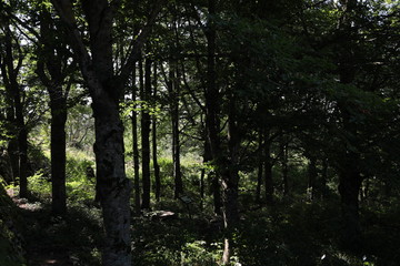 Fototapeta premium Natura e boschi