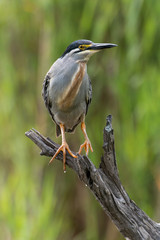 Héron strié,.Butorides striata, Striated Heron