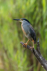 Héron strié,.Butorides striata, Striated Heron
