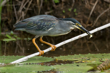 Héron strié,.Butorides striata, Striated Heron