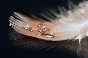 Bird Feather with Water Droplets