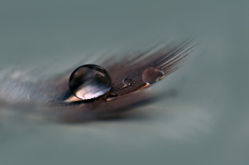 Bird Feather with Water Droplets