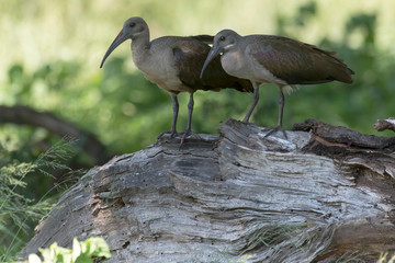 Ibis hagedash,.Bostrychia hagedash ,Hadada Ibis, Afrique du Sud